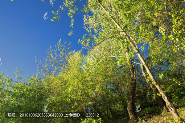 夏天的樹木和天空的風(fēng)景