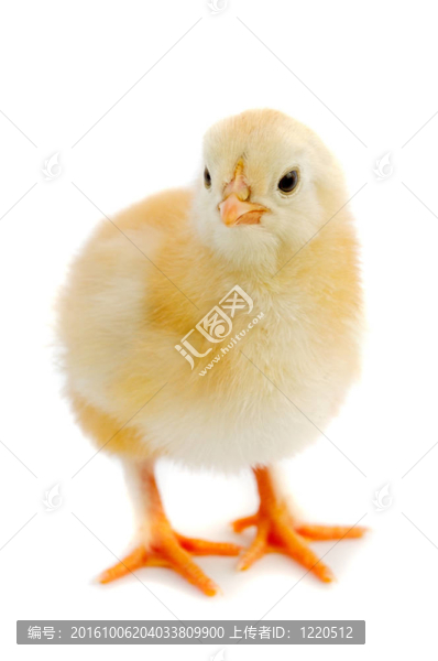 小的雞