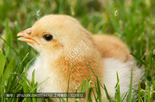 可愛的小雞