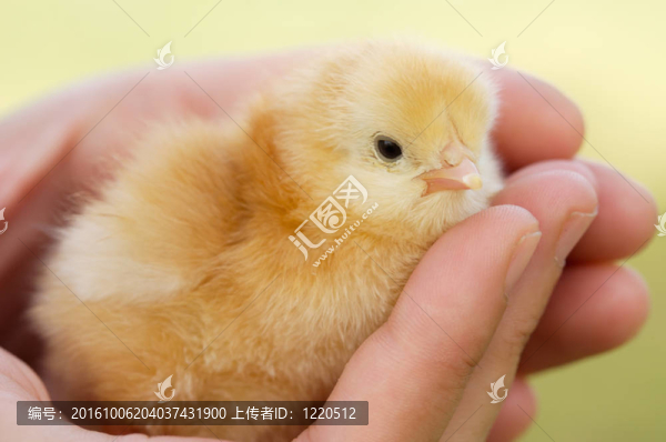 手上小雞