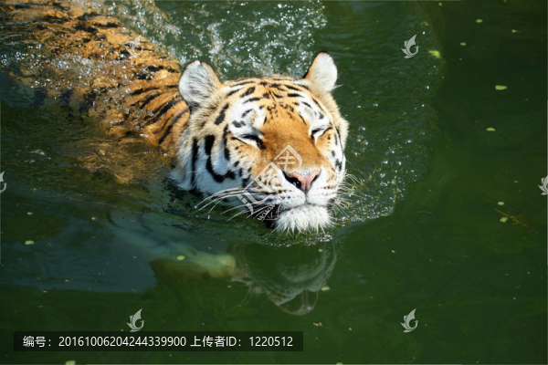 老虎