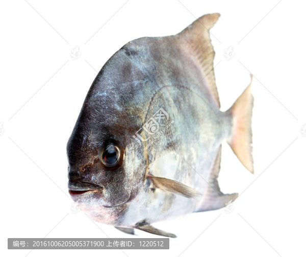 熱帶魚