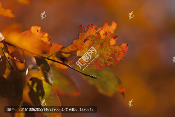 葉子在秋天