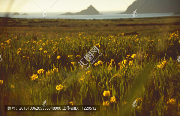 海岸線開花草甸中的野生鳶尾