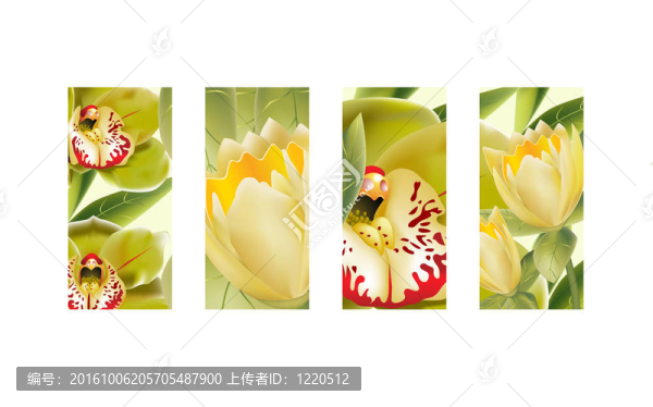 郁金香蘭花