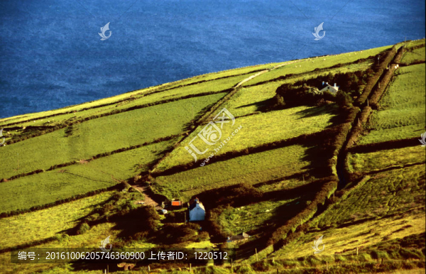 綠色的草地