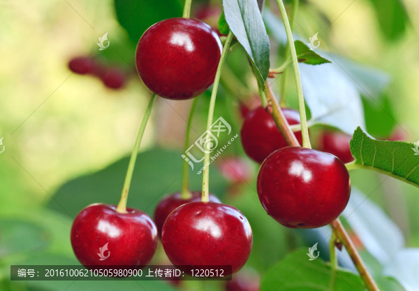 櫻桃樹的樹枝