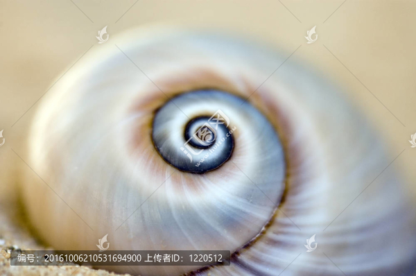 snailshell發(fā)現(xiàn)在沙灘上的杰爾巴島島（突尼斯；北非）