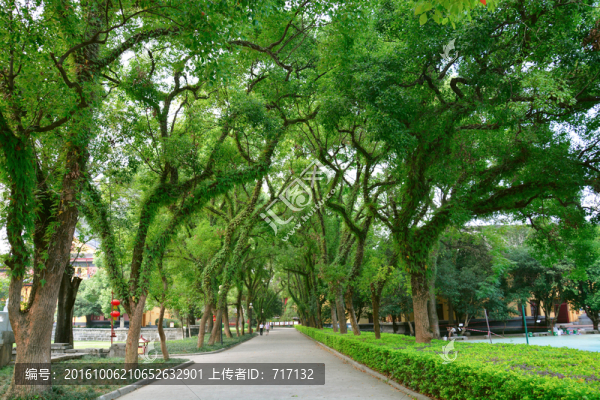 林蔭大道