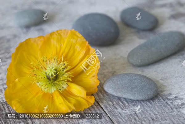 罌粟花