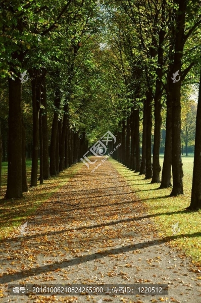 秋天在一個(gè)公園的大道