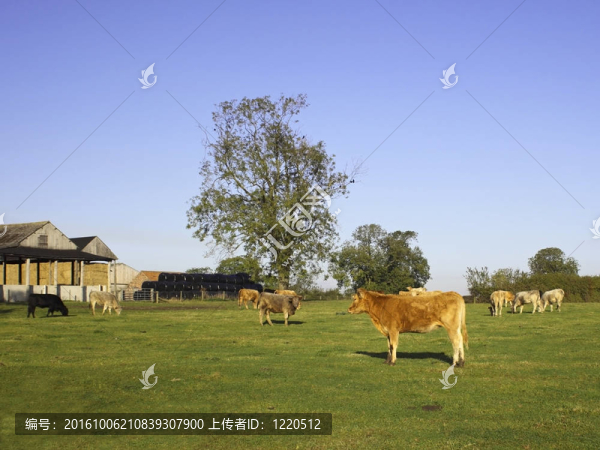 農(nóng)場(chǎng)的場(chǎng)景