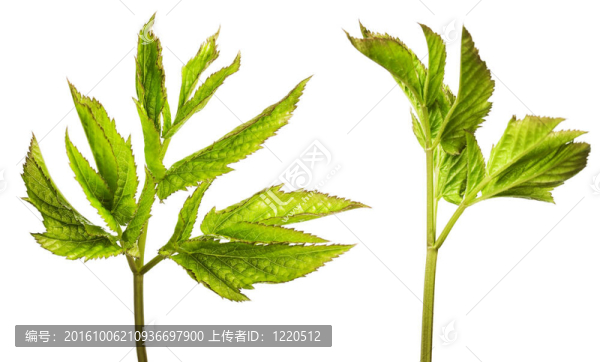 白色背景上分離的葉子