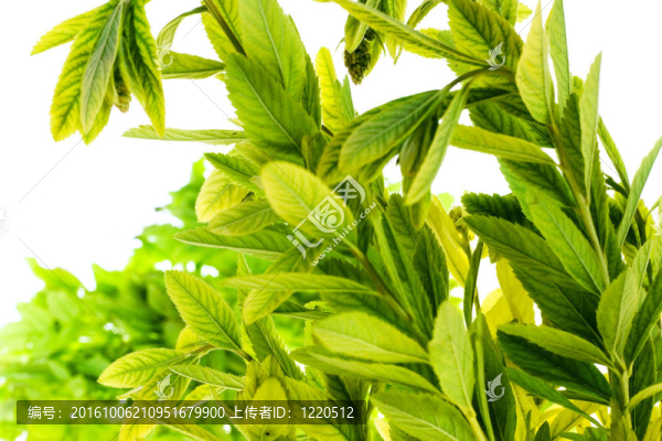 白色背景上分離的葉子
