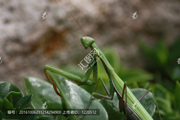螳螂