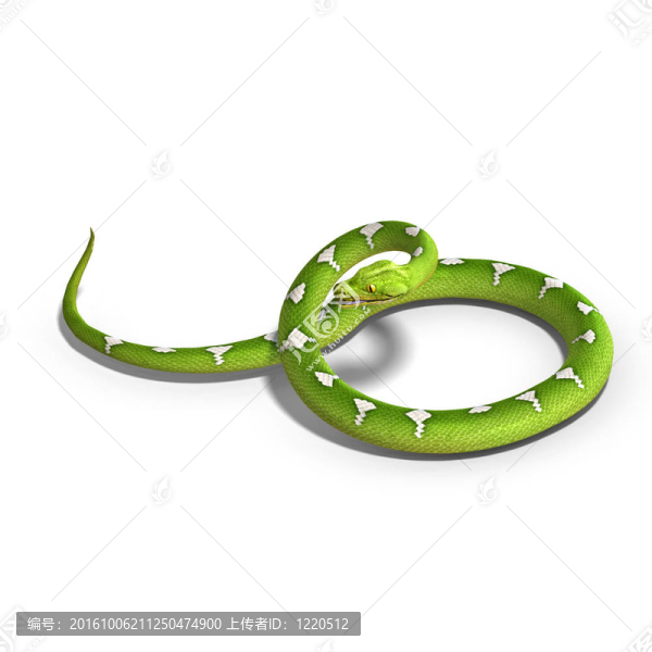 綠樹蟒