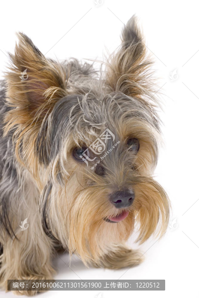 純種犬（約克郡犬）白色隔離