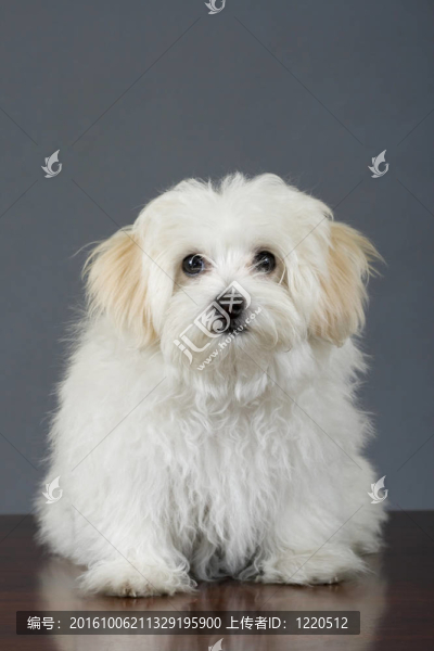馬爾濟斯犬坐在灰色的背景前