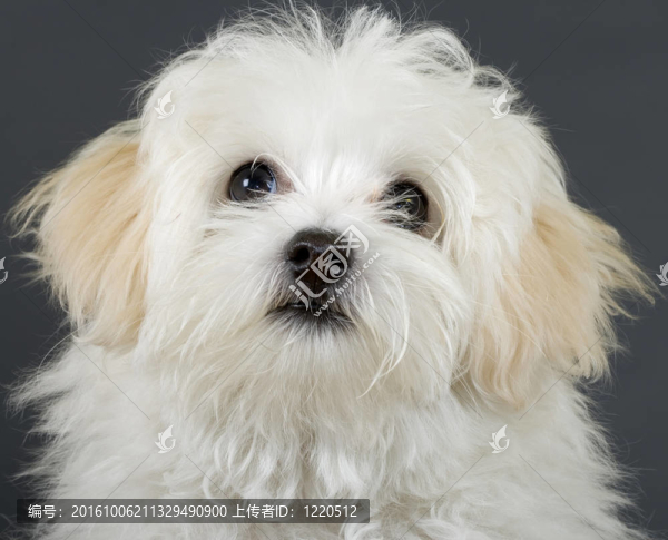 一個(gè)比熊幼犬圖片