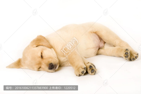 拉布拉多獵犬小狗睡覺