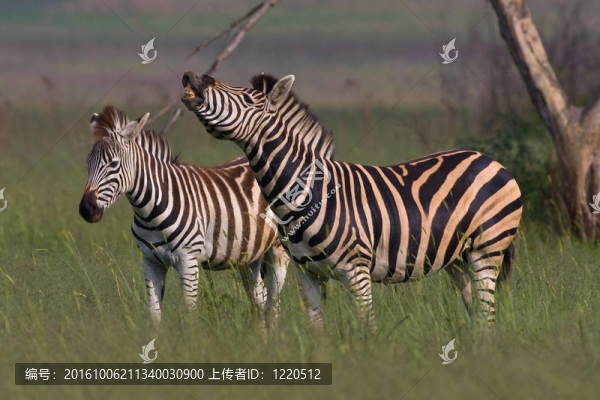 burchells斑馬站