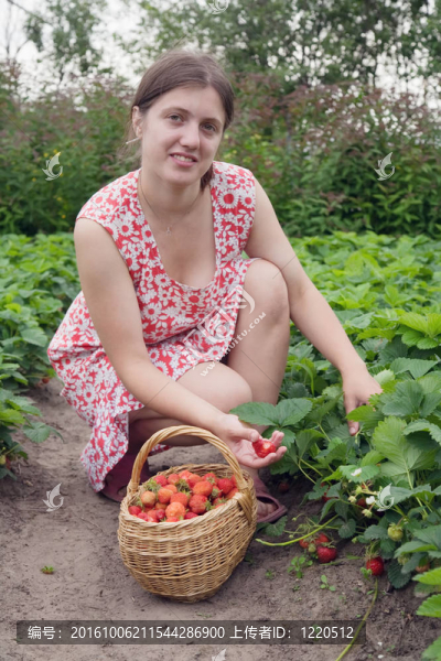 在野外采摘草莓的女孩