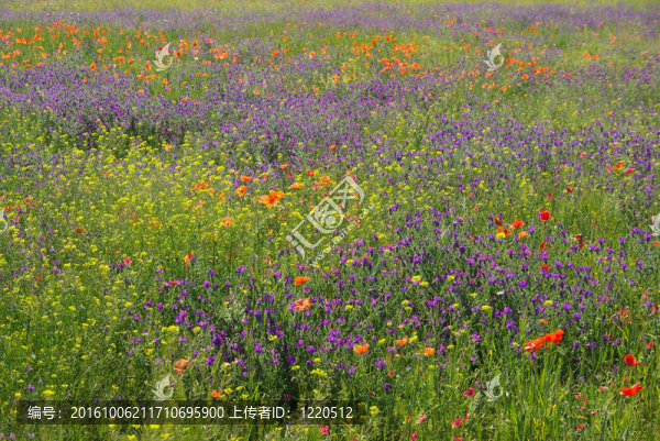 紫色蝰蛇牛舌草06