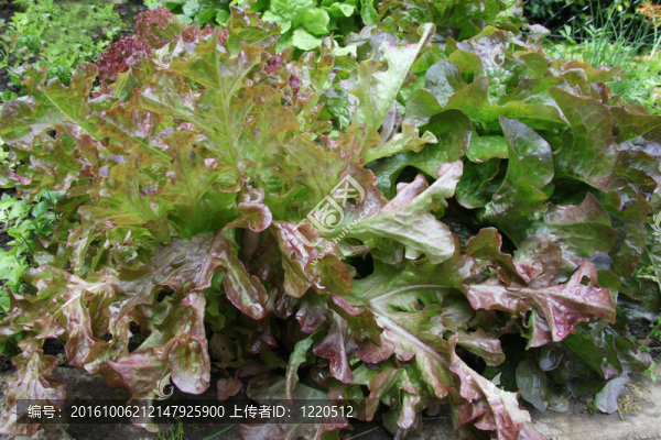 沙拉的葉子在花園