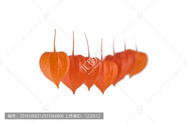 冬天的櫻桃果實