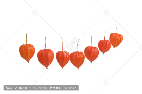 冬天的櫻桃果實