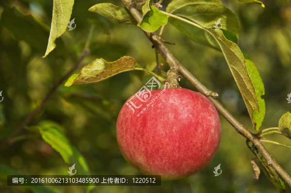紅魁蘋果