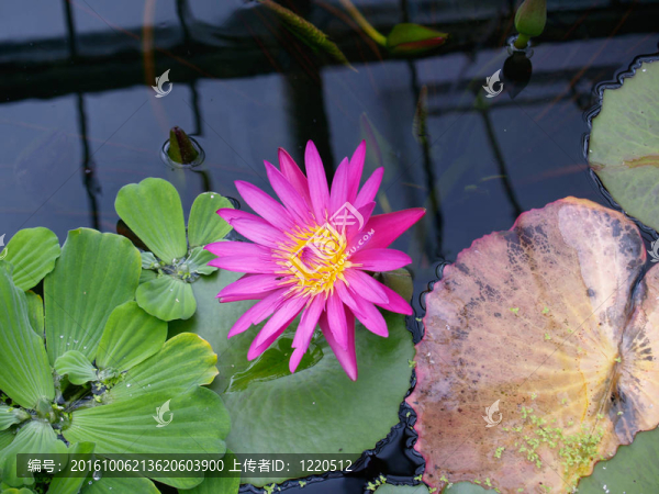 水百合；亮粉色的花。
