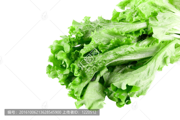 綠生菜特寫