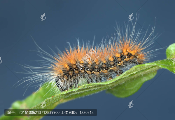 多毛的卡特彼勒