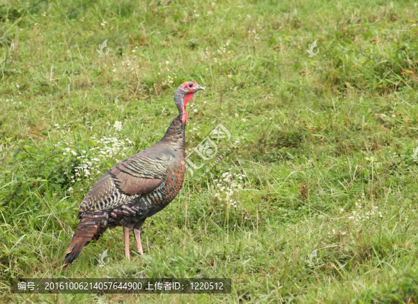 野火雞（Meleagris,gallopavo）