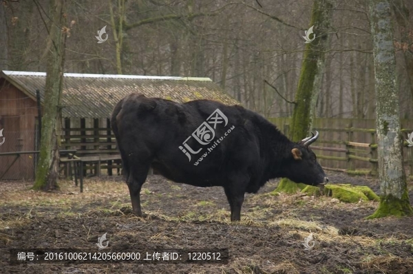 波蘭野牛
