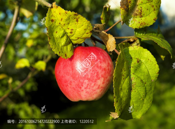 紅蘋果