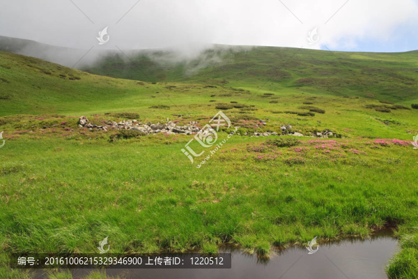 在夏季，高山杜鵑花