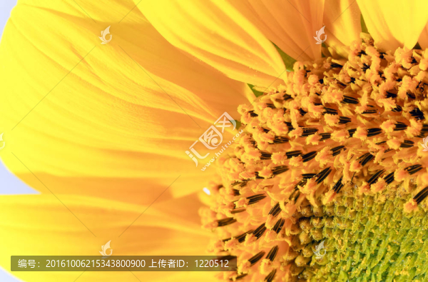 黃色向日葵片段（背景）