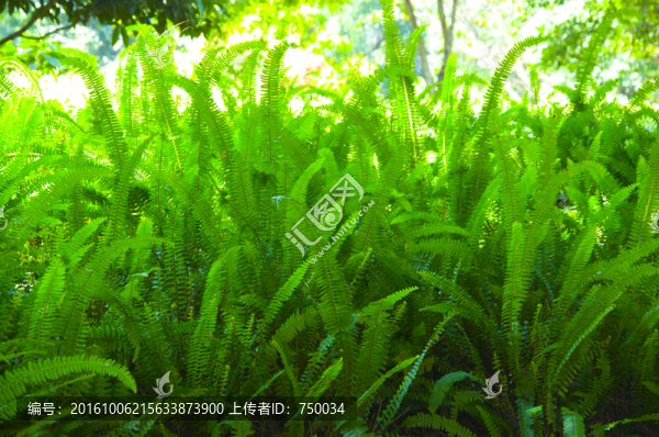 蕨類(lèi)植物