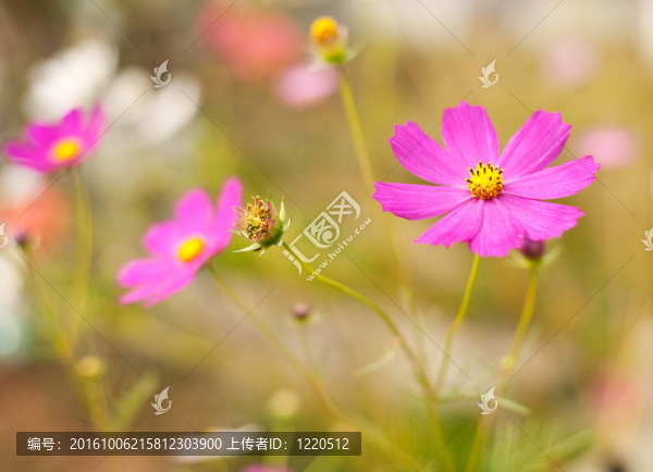 宇宙花（菊花）