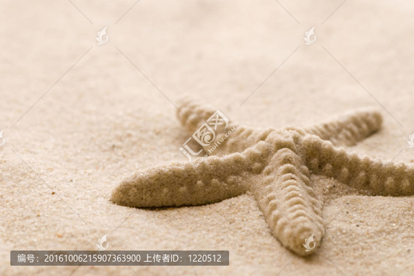 海星