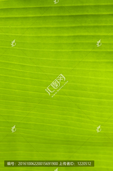 香蕉棕櫚樹(shù)綠葉特寫(xiě)背景