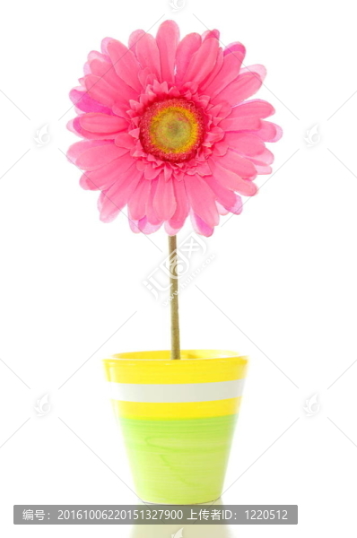 花卉盆栽