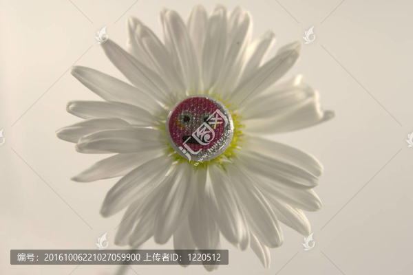 微笑的雛菊