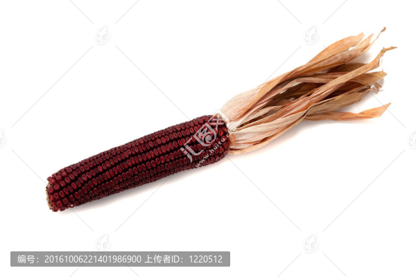 白色背景上的印度玉米
