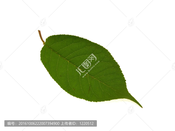 一片綠色美麗的葉子