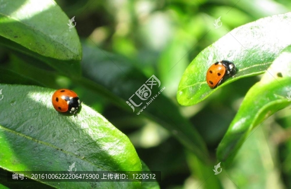 兩個瓢蟲