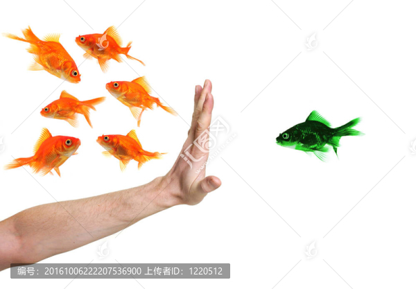 手鑒別綠色金魚