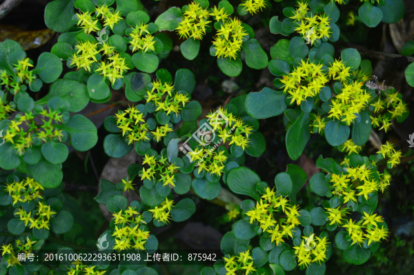 小黃花植物背景素材